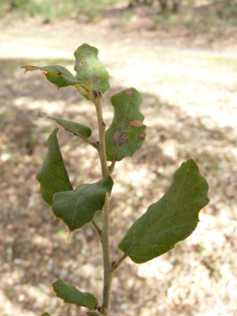 Petites feuilles (3 à 5 cm) alternes et à pétiole court, coriaces et plus ou moins dentées dont la face supérieure est bombée d'un vert glauque. Agrandir dans une nouvelle fenêtre (ou onglet)